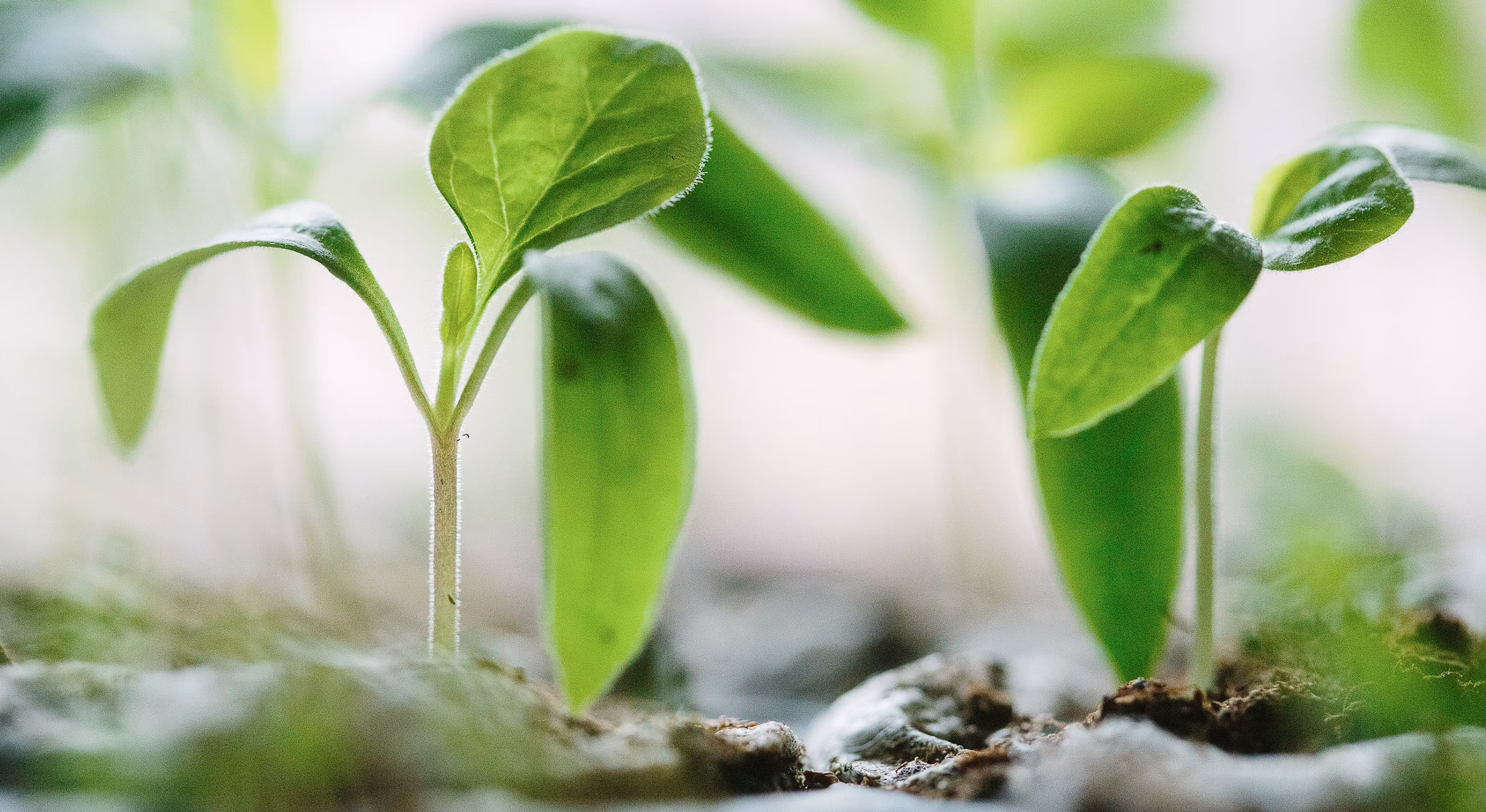 Trust as a Conversion Multiplier: How Charitable Ownership Can Drive 50% CRO Gains
