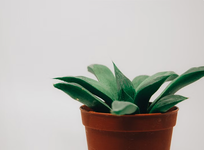 Trust Badges Boost Conversions: How Charitable Ownership Can Be the Ultimate Trust Signal